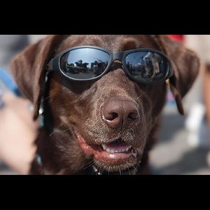 Meet your Posher, William